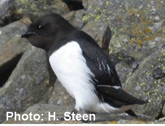 little auk